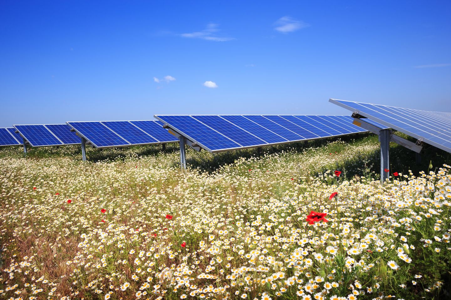 Rows of solar panels above a meadow of white flowers under a clear sky.